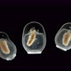 Swimming Bells - Nectocalyces or Nectophore Under a Microscope, Part of the Siphonophora Colony - VideoHive Item for Sale