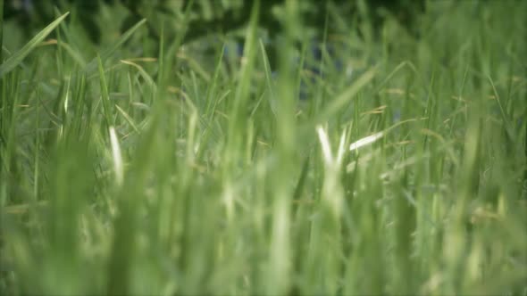 Fresh Green Grass on the Forest