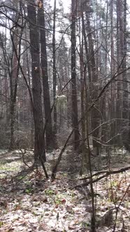 Vertical Video of the Pine Forest in the Afternoon