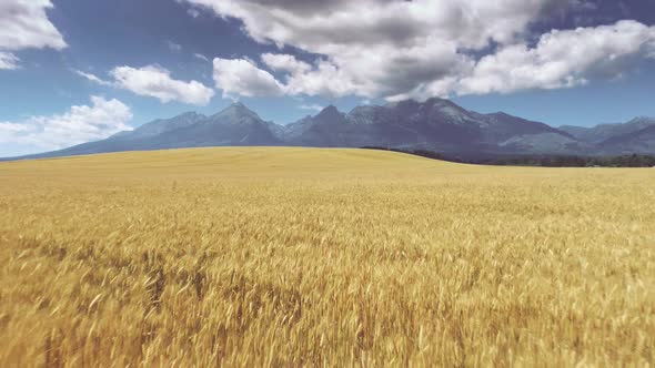 Drone Flying Above Golden Wheat Field Slovakia