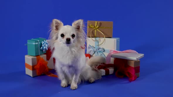 The Chihuahua Sits Surrounded By Gifts Then Gets Up and Leaves