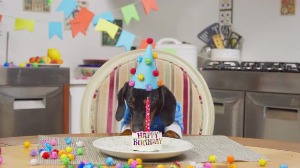 A Cute Dachshund Dog in a Blue Festive Hat Sits at the Table and Waiting with Impatience When you