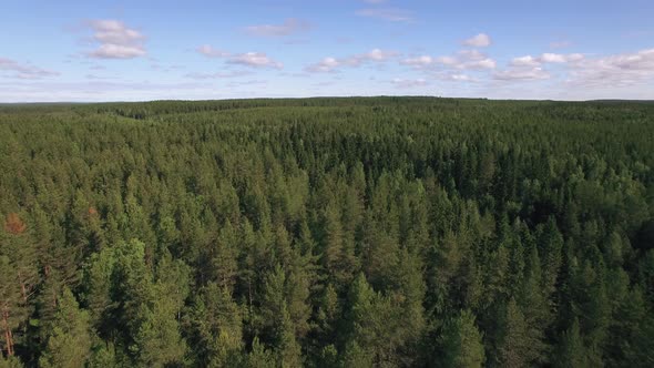 Flying Over Pine Tree Forest Daytime Aerial