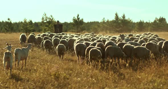 Mountain Shepherd Grazes A Flock Of Sheep