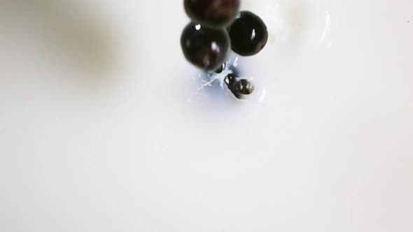 Black Berries of Grape Falling Down Into Milk