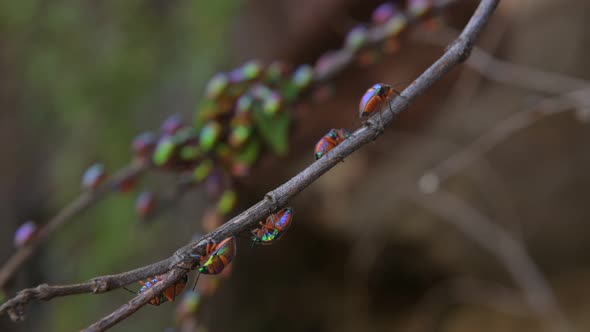 Green Jewel Bug Colony Umbrawarra Gorge, Northern Territory, Australia 4K