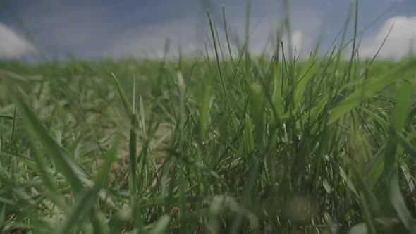 Walking through grass using gimbal. Slow Motion