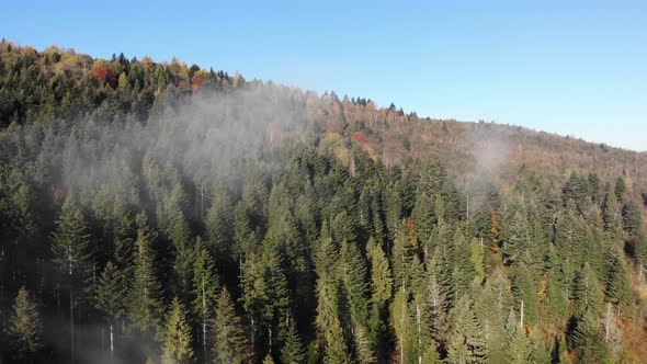 Aerial view of coniferous forest. Nature of Carpathians. Morning fog over the mountains. Crane shot