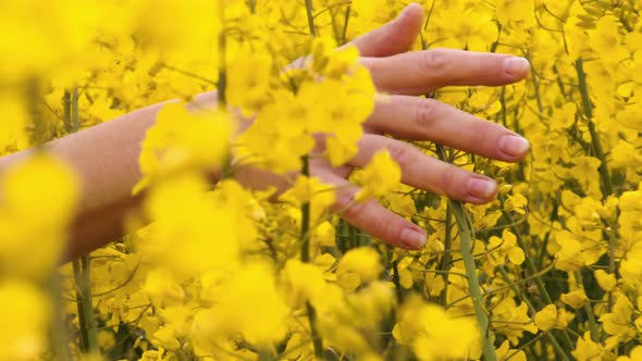 Dainty Hand Hovering on a Field of Yellow Flowers