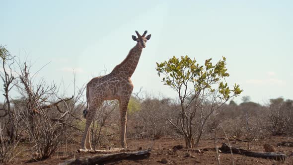 Giraffe in the famous Etosha National Park, the main travel destination in Namibia, Africa