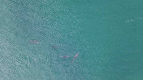 A pod of male Dolphins follow a female Dolphin in a display of mating behavior. High drone view look