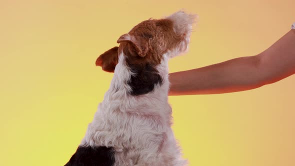 A Dog of Fox Terrier Breed Sits in the Studio on a Yellow Orange Gradient Background, the Hand of