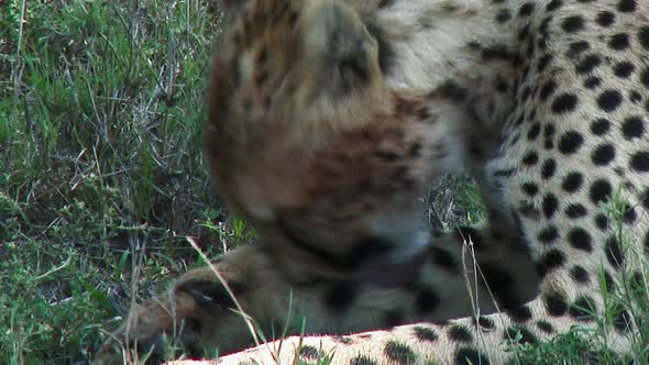 Cheetah (Acinonyx jubatus) cleaning himself