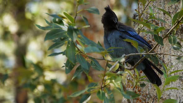 blue steller's jay in a tree preens its feathers