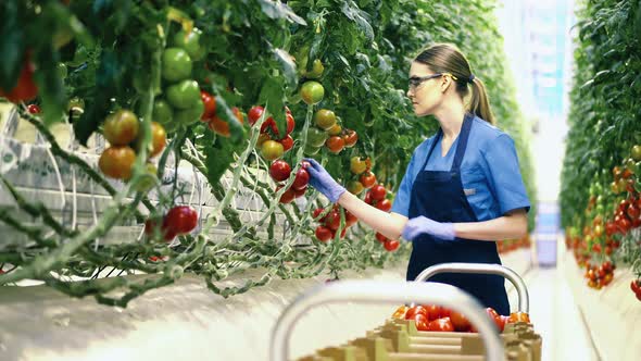 Professional Gardener Picks Tomatoes in Glasshouse