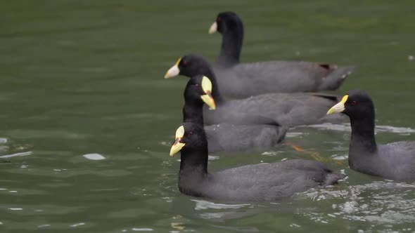 Close up of a group of white-winged and red-gartered coots swimming and searching for food on a pond