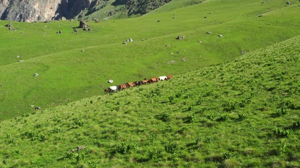 Herd of Horses Grazing in Mountains