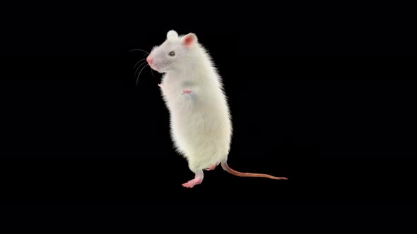 Rat Dancing