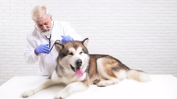 Mature Doctor Examining Big Domestic Dog By Stethoscope