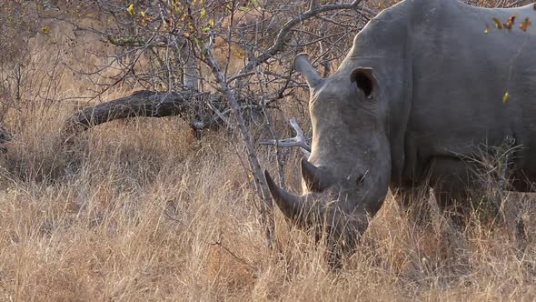 Close-Up Shot of a Large White Rhino in Bushland