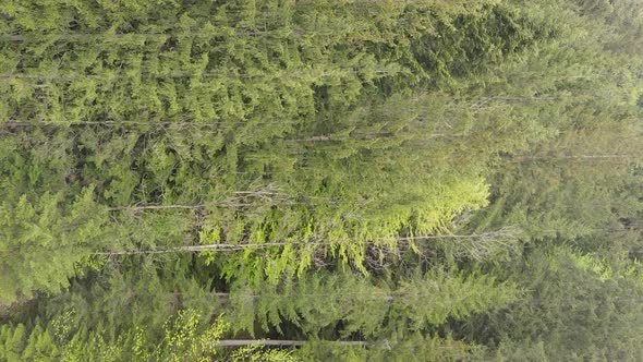 Vertical Video Aerial View of Trees in the Forest