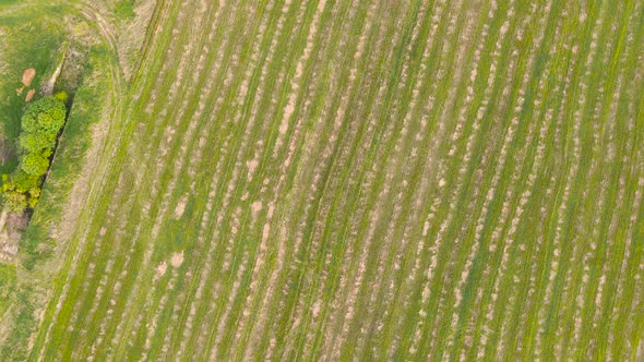 Fabulous Panoramic Aerial View on an Abstract Linear Pattern in the Field