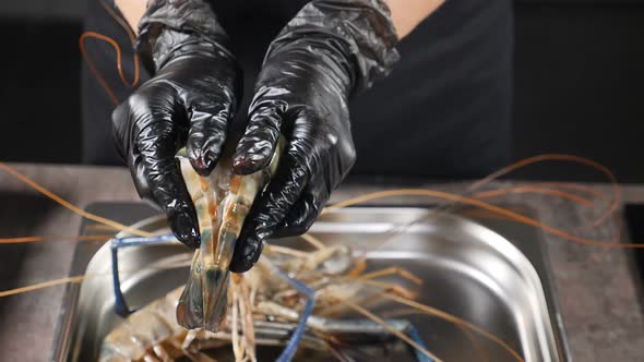 Giant Freshwater Prawn Cooking. Macrobrachium Rosenbergii. Chef Hands in Black Gloves Opening Shell