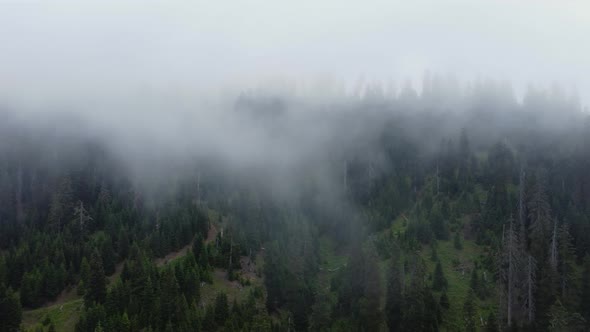 Cloud and forest aerial view