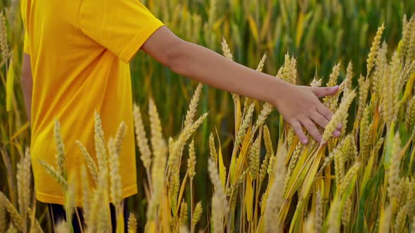 Child in yellow t-shirt on wheat field