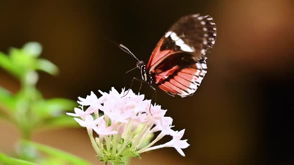 Tropical Exotic Butterfly Heliconius Erato in Jungle Rainforest Flying on Green Leaves Macro Close