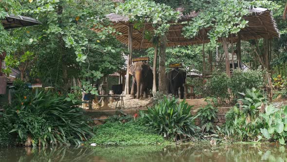 Elephants in Phuket Thailand