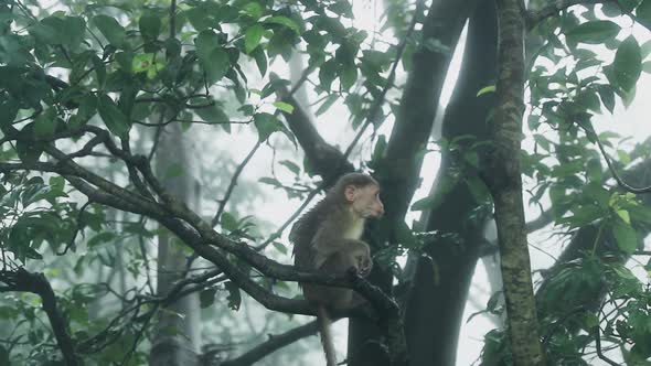 Young Monkey Sitting On a Tree And Looking Around (India)