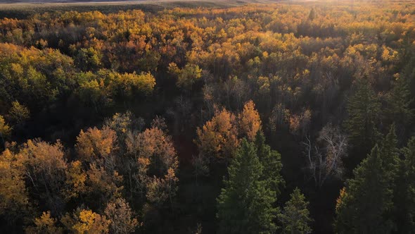 Drone flying towards an autumnal forest with many autumnal colors at sunset. Rural tourism in Albert