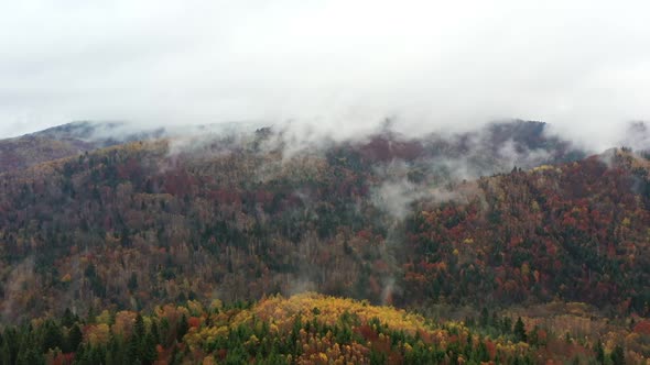 Vivid autumn landscape among mountains and woods with haze. Carpathians