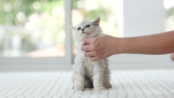 Woman Hand Petting A Kitten Head