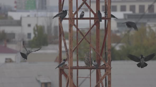 Long Eared Owl Asio Otus on a Metal Structure Surrounded By Aggressive Crows