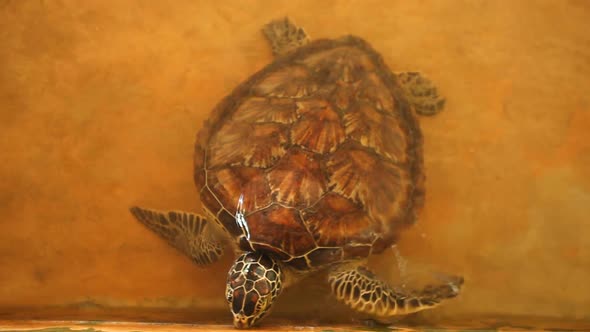 KOSGODA, SRI LANKA - MARCH 2014: The view of grown turtle swimming in a pool. Kosgoda Lagoon is perf
