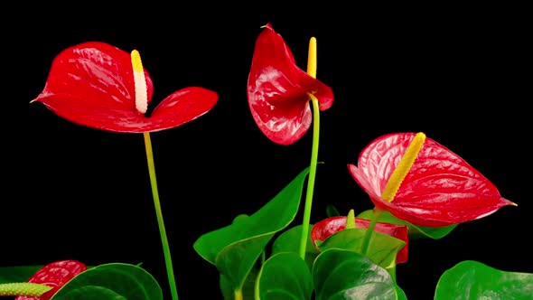 Time Lapse of Opening Red Anthurium Flower