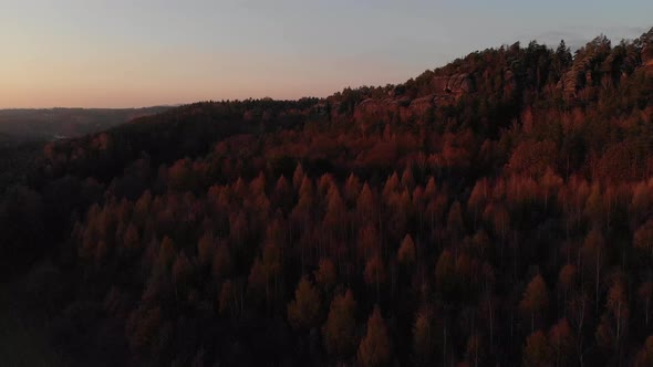 AERIAL: Dark scene flying over conifer forest in autumn during sunset