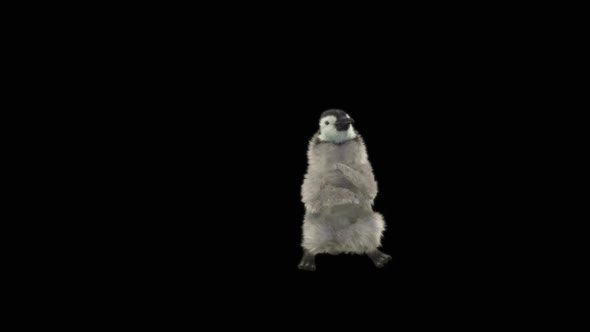 Penguin Dancing HD