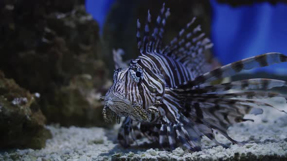 Volitan Lionfish Fish Hovered Over the Bottom