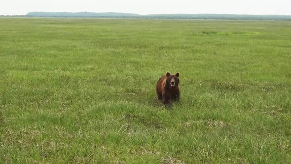 Kamchatka Brown Bear Walks Through Tall Green Grass in Search of Food