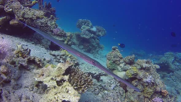 Underwater Bluespotted Cornetfish