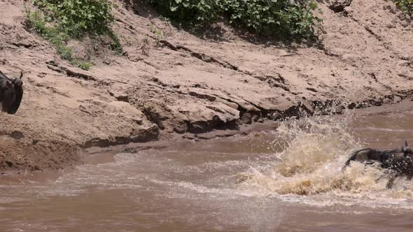 The Great Wildebeest Migration in Africa