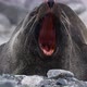 Fur seal on beach - VideoHive Item for Sale