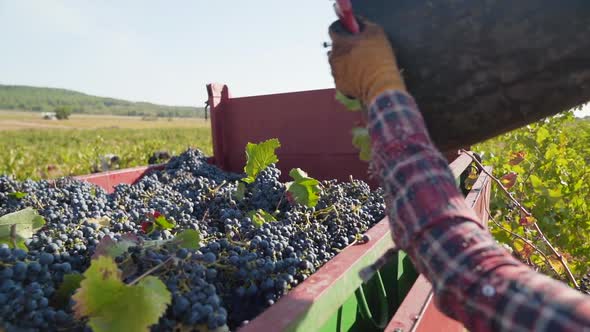Farmer throwing a bucket of red vintage grapes into the truck during the harvest, Close-up, Slow-mot