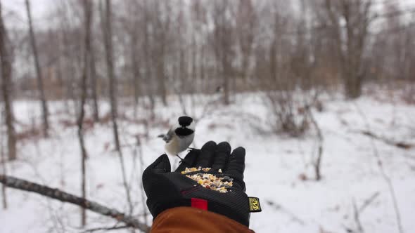 multiple birds taking turns feeding from gloved hand in winter