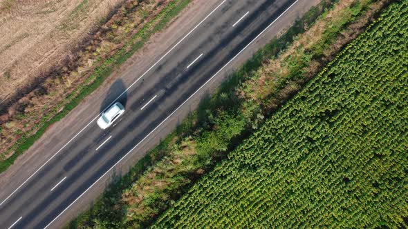 Aerial View of Cars Driving Along a Sunflower Field on a Summer Day