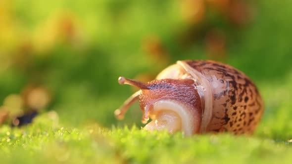 Close-up of a Snail Slowly Creeping in the Sunset Sunlight.