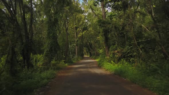 Road through tropical forest in Hawaii